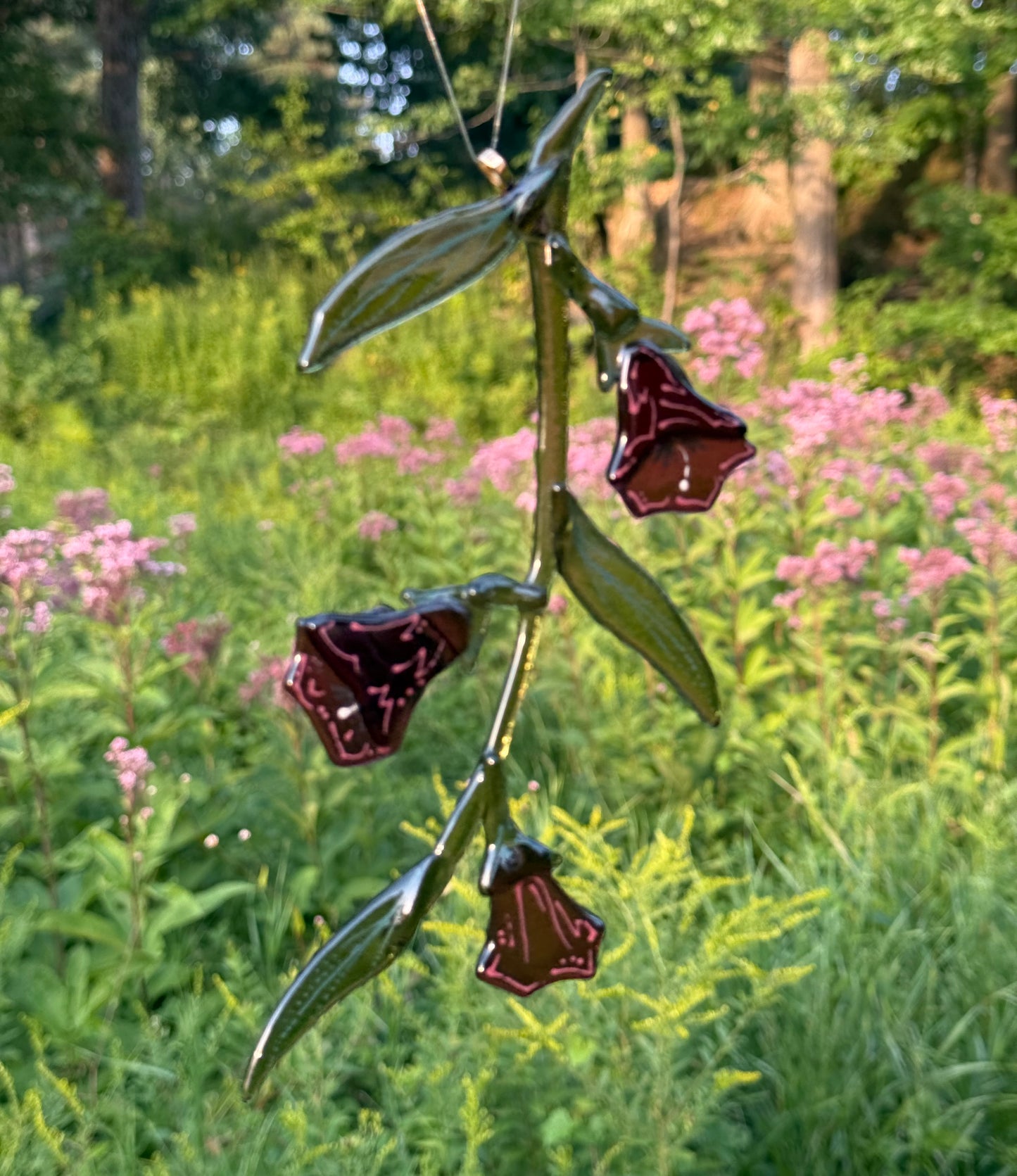 Belladonna Flowers