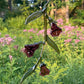 Belladonna Flowers