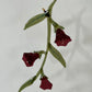 Belladonna Flowers