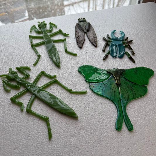 Bug Mystery Box