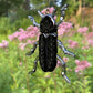 Deathwatch Beetle Sun Catcher