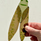 Cicada Suncatcher