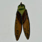 Cicada Suncatcher
