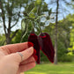 Hot Peppers Suncatcher