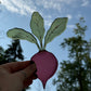 Beet Suncatcher