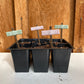 Custom Plant Labels - Herb Garden Labels